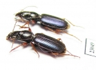 Cymindis miliaris  Kazakhstan - INSECTS-STORE.RU