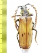 Gigantotrichoderes ? conicicollis  Ecuador - INSECTS-STORE.RU
