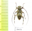 Alcathousites superstes  Peru - INSECTS-STORE.RU
