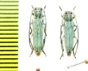 Phytoecia coerulescens, pair  Russia, Krasnodar reg. - INSECTS-STORE.RU