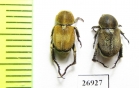 Dichelomorpha sp., pair  Vietnam - INSECTS-STORE.RU