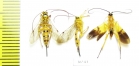 Ichneumonoidea sp.  India - INSECTS-STORE.RU