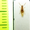 Aepopsis robini  France - INSECTS-STORE.RU