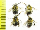 Hymenoptera sp.  Russia, Kaluga reg. - INSECTS-STORE.RU