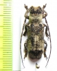Sthenias cylindrator  Togo - INSECTS-STORE.RU