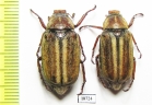 Anoxia matutinalis, male  France, Corsica - INSECTS-STORE.RU