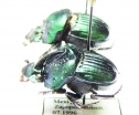 Phanaeus furiosus, pair  Mexico - INSECTS-STORE.RU
