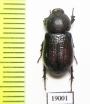 Cryptodus sp.  Australia - INSECTS-STORE.RU