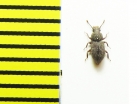 Diodesma subterranea  Italy - INSECTS-STORE.RU