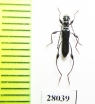 Artimpaza sp.  Laos - INSECTS-STORE.RU
