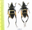 Euryarthrum kalimantanense  Indonesia, Kalimantan - INSECTS-STORE.RU