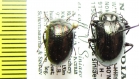 Tenebrionidae sp.  India - INSECTS-STORE.RU