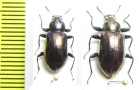 Tenebrionidae sp.  Indonesia, Sulawesi - INSECTS-STORE.RU