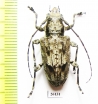 Cerambycidae sp.  Costa Rica - INSECTS-STORE.RU