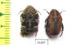 Cetoniinae sp.  Indonesia, Bali isl. - INSECTS-STORE.RU