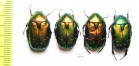 Cetonia aurata pisana  France - INSECTS-STORE.RU
