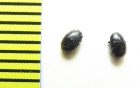Epierus comptus  Russia, Krasnodar reg. - INSECTS-STORE.RU
