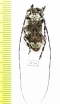 Cerambycidae sp.  South Africa Rep. - INSECTS-STORE.RU