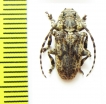 Cerambycidae sp.  Malawi - INSECTS-STORE.RU