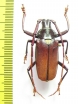Pyrodes longiceps  Mexico 35mm - INSECTS-STORE.RU