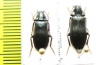 Melandrya mongolica  Russia, Far East - INSECTS-STORE.RU