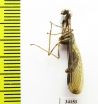 Mantispidae sp.  Ecuador - INSECTS-STORE.RU