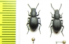 Tenebrionidae sp.  India - INSECTS-STORE.RU