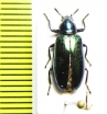 Tenebrionidae sp.  Indonesia, Sulawesi - INSECTS-STORE.RU