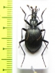Scaphinotus valentinei  USA, WV - INSECTS-STORE.RU