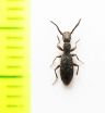 Stenosis armeniacus  Armenia - INSECTS-STORE.RU