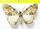 Geometridae sp.  Bolivia - INSECTS-STORE.RU