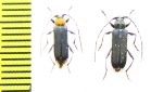 Callideriphus laetus  Chile - INSECTS-STORE.RU