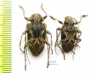 Cerambycidae sp.  Costa Rica - INSECTS-STORE.RU