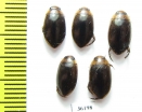 Dytiscidae sp.  Thailand - INSECTS-STORE.RU