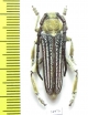 Mallosia caucasica  Armenia - INSECTS-STORE.RU