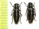 Phytoecia compacta  Armenia - INSECTS-STORE.RU