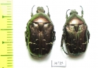 Cetonia aurata  France - INSECTS-STORE.RU