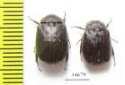 Melolonthinae sp.  Indonesia, Kalimantan - INSECTS-STORE.RU