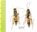Ichneumonoidea sp.  Kazakhstan - INSECTS-STORE.RU
