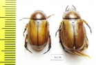 Rutelinae sp.  Thailand - INSECTS-STORE.RU