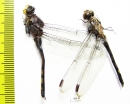 Odonata sp.  Thailand - INSECTS-STORE.RU