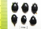 Euspilotus azureus, Hister sp.  Paraguay - INSECTS-STORE.RU