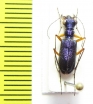 Heptodonta eugenia  Thailand - INSECTS-STORE.RU