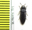 Acmaeodera sp.  Bulgaria - INSECTS-STORE.RU