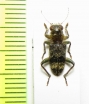 Stygmatium sp.  Philippines - INSECTS-STORE.RU
