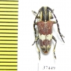 Glenea apicalis  South Africa Rep. - INSECTS-STORE.RU