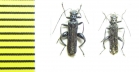 Oedemera atrata  Greece - INSECTS-STORE.RU