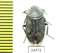 Thanatophilus roborowskyi  China, Qinghai prov. - INSECTS-STORE.RU