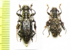 Imatocera plumosa  Malaysia, Borneo - INSECTS-STORE.RU