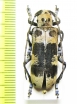 Callundine lacordairei  Laos - INSECTS-STORE.RU